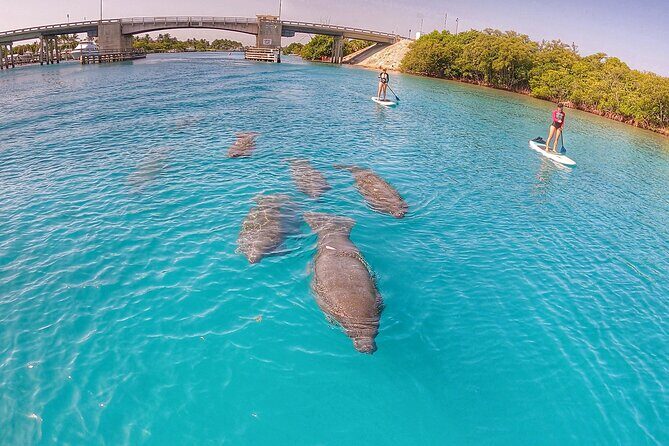 Private Jupiter Island Guided Paddle Boarding Tour - Key Points