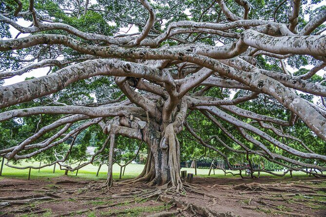 Private Kandy Day Tour From Negombo - Who Should Consider This Tour?