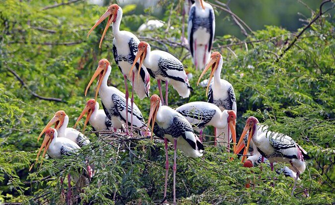 Private Keoladeo National Park Tour sightseeing - All Inclusive - An Authentic Birding Adventure Near Agra