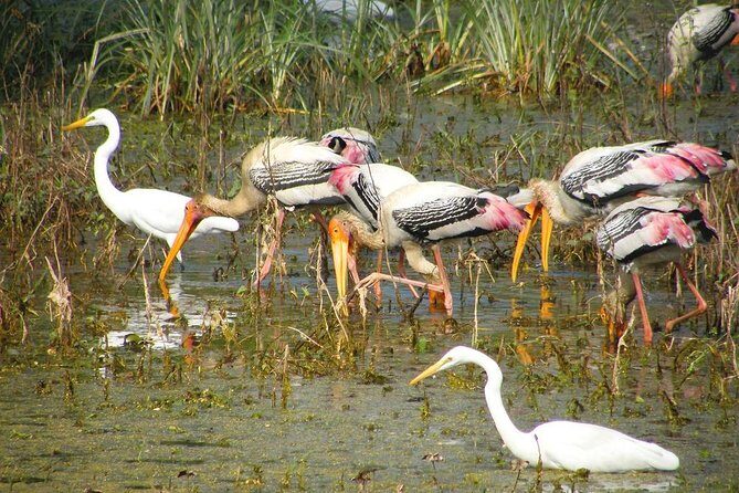 Private Keoladeo National Park Tour sightseeing - All Inclusive - Why This Tour Works Well