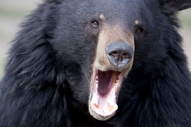 Private Ketchikan Wildlife and Sightseeing Tour - Authentic Experiences and Genuine Encounters