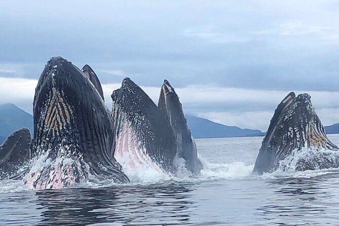 Private Ketchikan Wildlife and Sightseeing Tour - Final Thoughts