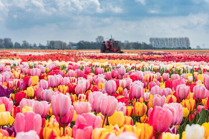 Private Keukenhof Gardens and Tulip Fields Tour from Amsterdam - What about the guides?