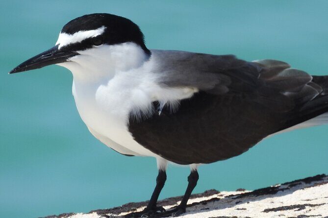 Private Key West National Wildlife Refuge Eco Trip - A Deep Dive into the Eco Adventure