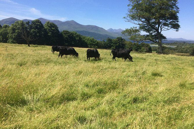 Private Killarney National Park Tour with an accredited chauffeur/guide - The Guide: Mary G