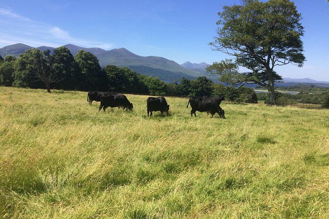 Private Killarney Tour - The Experience of the Guide