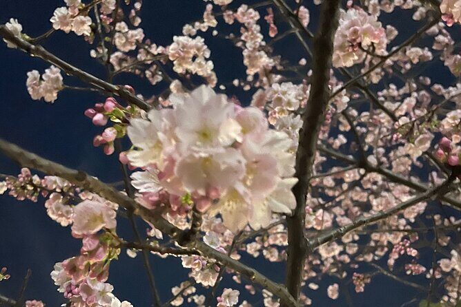 Private Kimono Cultural and Historical Walk in Kabukicho - FAQs