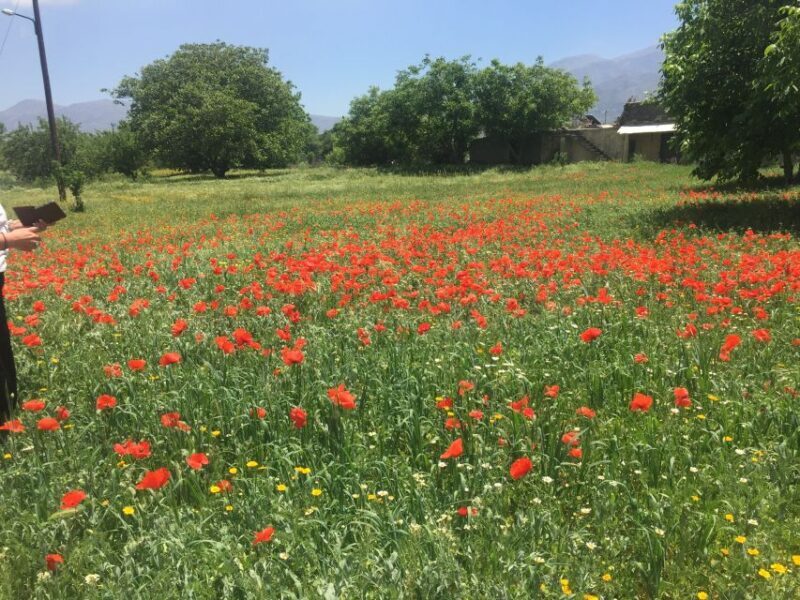 Private-Knossos Palace-Zeus Cave-Villages-Olive Oil Factory - The Sum Up