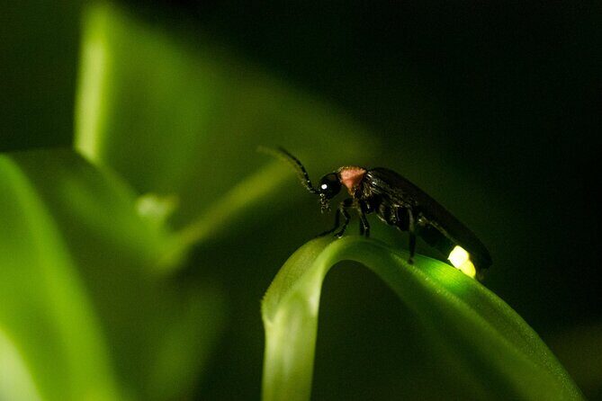 Private Kuala Selangor Firefly Day Trip from Kuala Lumpur - Exploring the Highlights of the Tour