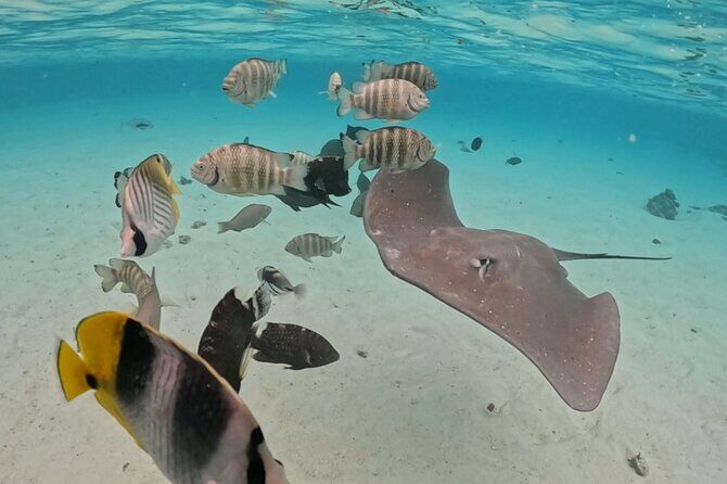 Private Lagoon Exploration and Snorkeling in Moorea - Final Thoughts: Is This Tour Right for You?