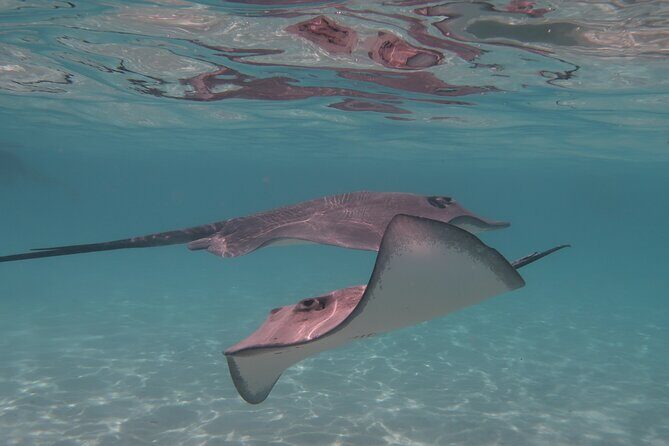 Private lagoon tour (rays, sharks, turtles) by boat in Moorea - What to Expect During the Tour