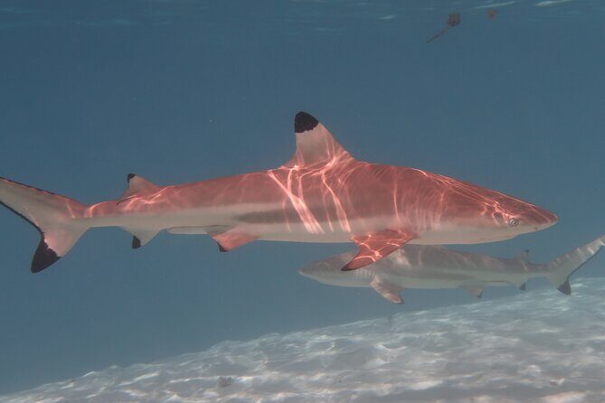 Private lagoon tour (rays, sharks, turtles) by boat in Moorea - Who Will Love This Tour?