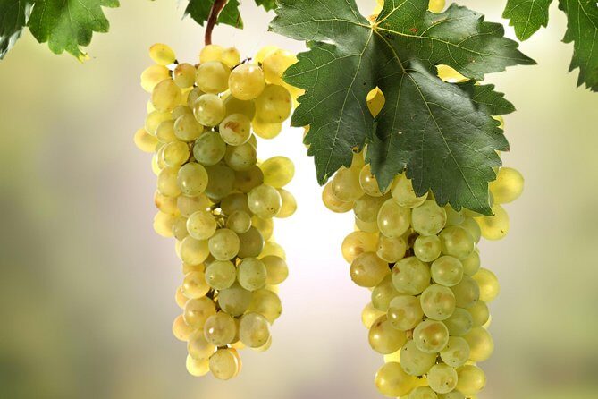 Private Lake Balaton Experience with an unforgettable Wine Tasting - Who Would Love This Tour?
