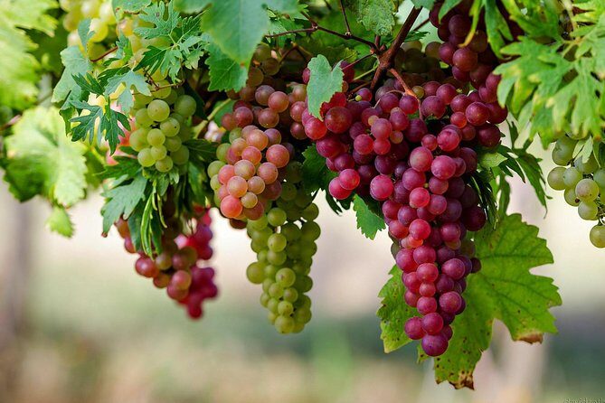Private Lake Balaton Experience with an unforgettable Wine Tasting - The Sum Up