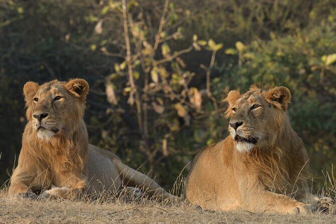 Private Lion Safari in the Gir National Park in Gujarat - An In-Depth Look at the Gir National Park Safari Experience