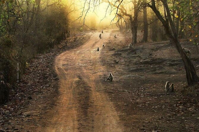 Private Lion Safari in the Gir National Park in Gujarat - Who Will Love This Safari?