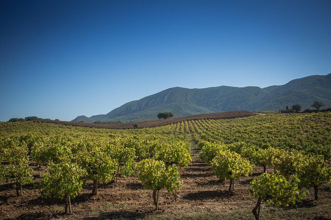Private Lisbon Arrábida Wine Tour: Scenery, Food & Wines - An In-Depth Look at the Arrábida Wine Region Tour