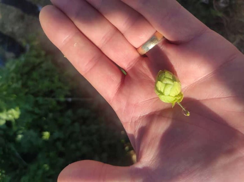 Private Local Craft Beer Tasting in the center of Larnaca - A Closer Look at the Craft Beer Tasting Experience in Larnaca