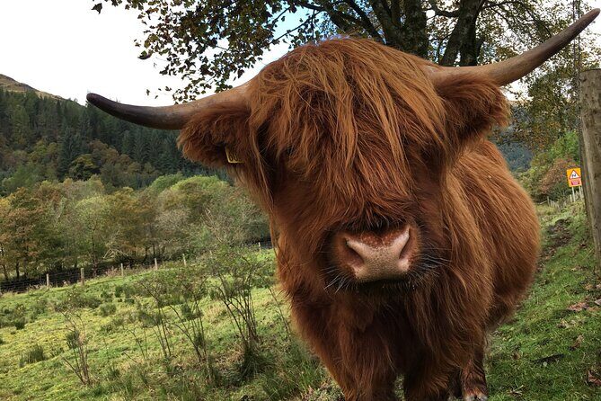 Private Loch Ness & Glencoe Day Trip from Edinburgh - Key Points