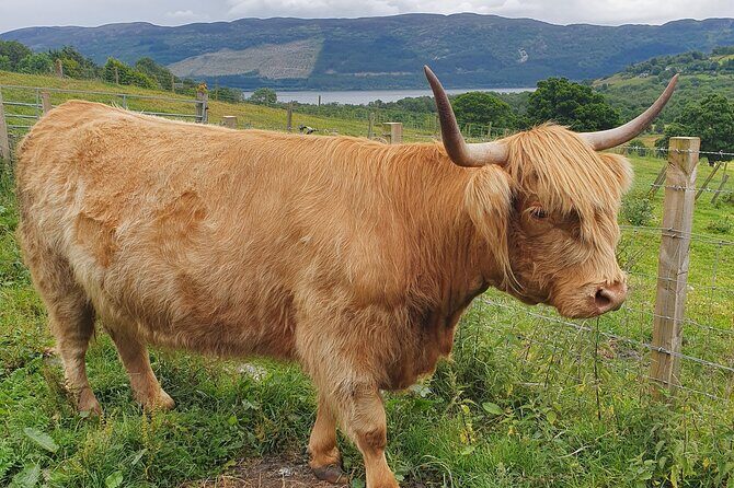 Private Loch Ness & Highland Adventure Guided Tour - What Could Be Better