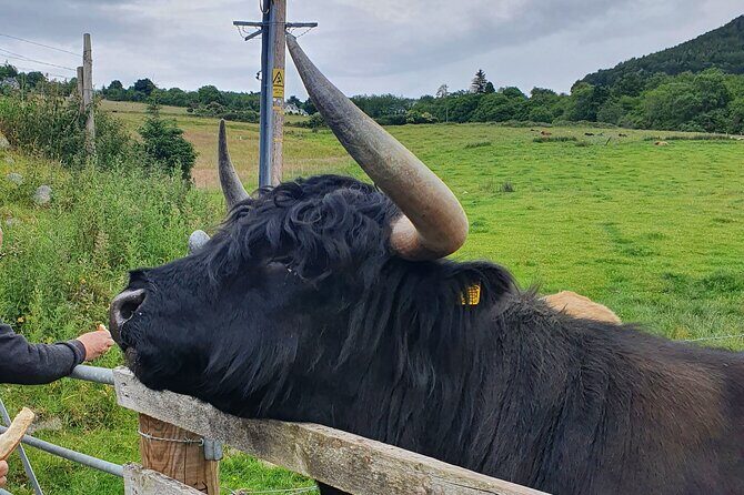 Private Loch Ness & Highland Adventure Guided Tour - Authentic Insights from Other Travelers