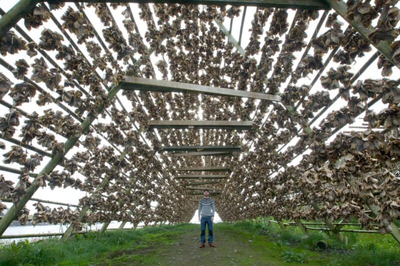 Private Lofoten Islands Tour (from Leknes) - Key Points