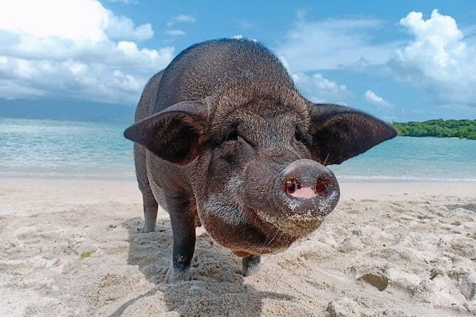 Private Longtail Boat Tour to Koh Madsum and Koh Tan with Lunch - Who Will Love This Experience?