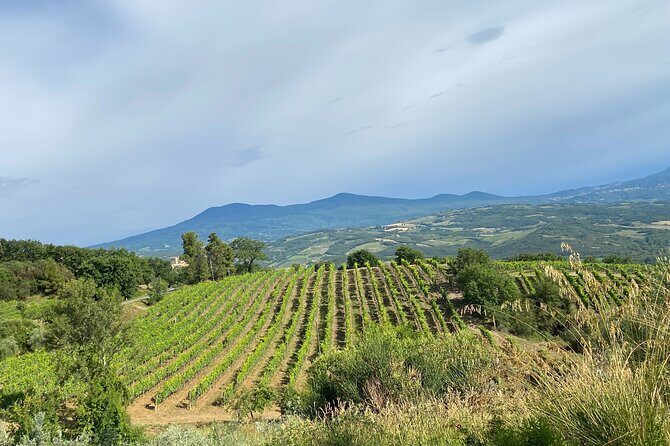 Private Lucca Wine Tour: 2 Wineries with Lunch - Detailed Review of the Lucca Private Wine Tour