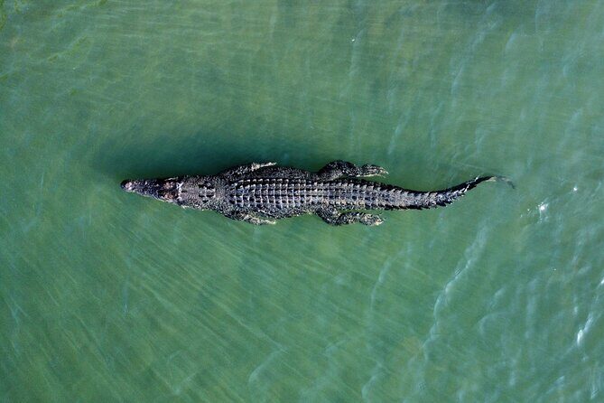 Private Luxury Cape Tribulation Adventure and Crocodile Cruise - An In-Depth Look at the Experience