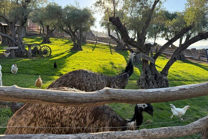 Private Luxury Car Tour in San Francisco Hotel Kabuki - In-Depth Look at the Tour Experience