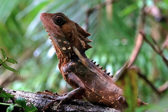 Private Luxury Daintree Dream Tour All Inclusive - An In-Depth Look at the Daintree Dream Tour