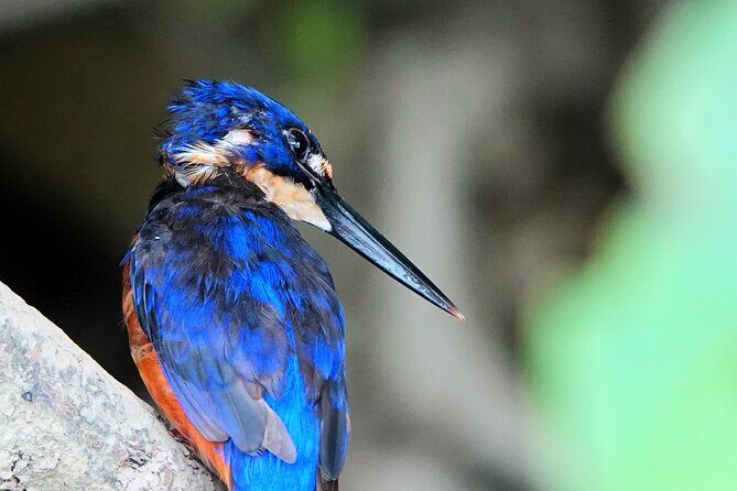 Private Luxury Daintree Dream Tour All Inclusive - A Closer Look at the Itinerary