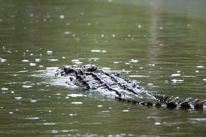 Private Luxury Daintree Dream Tour All Inclusive - What Do Travelers Say?