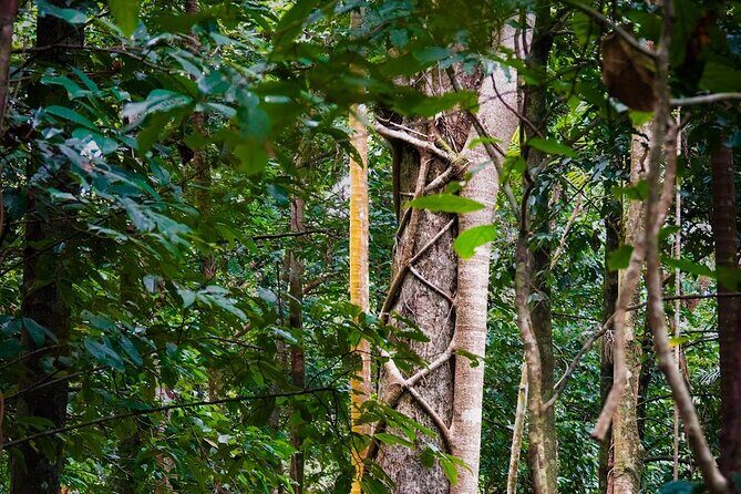 Private Luxury Daintree Dream Tour All Inclusive - Frequently Asked Questions (FAQs)