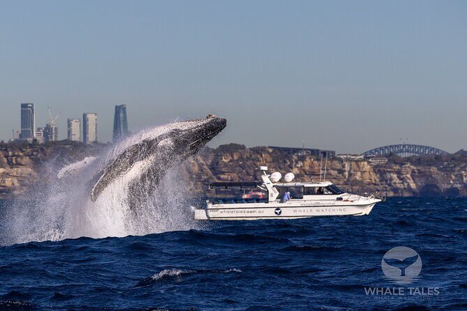 Private Luxury Intimate Whale Watching - Key Points