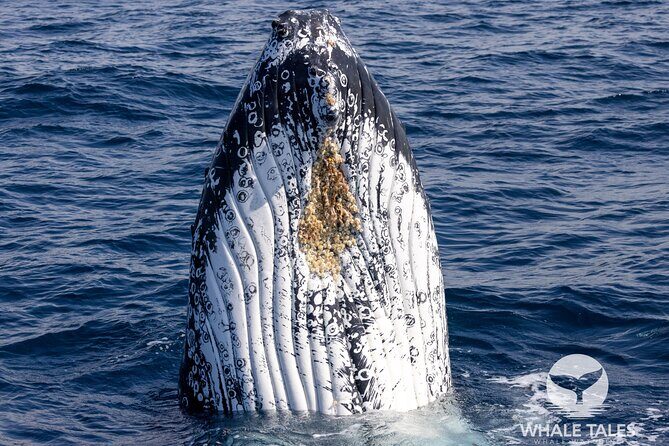 Private Luxury Intimate Whale Watching - FAQ: Practical Questions About the Tour