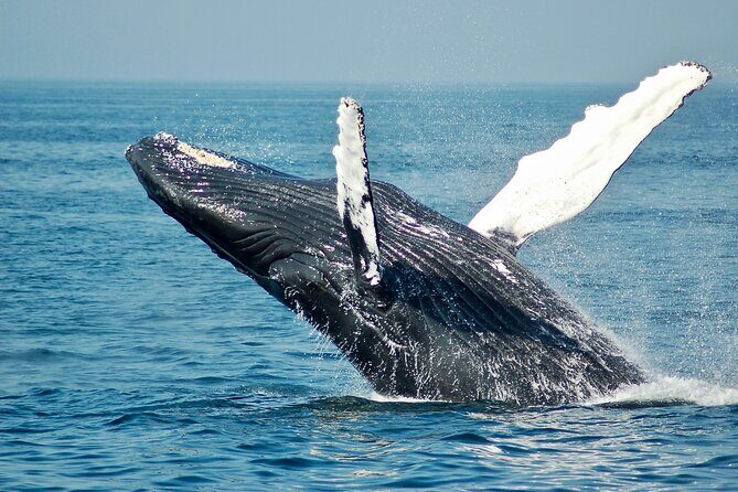 Private Luxury Whale Watching Tour in San Diego - An Authentic Look at the Private Luxury Whale Watching Tour in San Diego