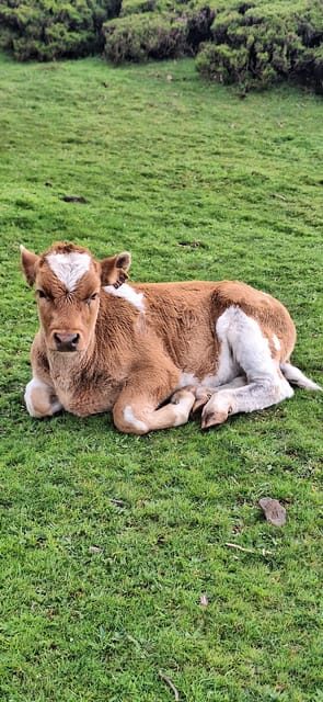 Private Madeira Complete Full Day Tour - An In-Depth Look at the Madeira Full Day Tour