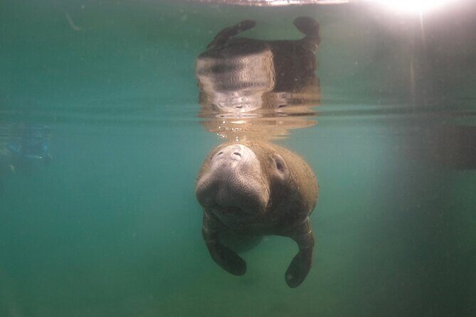 Private Manatee Snorkel Tour with FREE Photo Package - An In-Depth Look at the Tour Experience