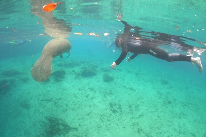 Private Manatee Snorkel Tour with FREE Photo Package - FAQ