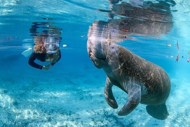 Private Manatee Swim Tour - Key Points
