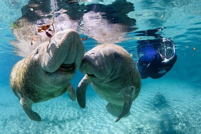 Private Manatee Swim Tour - An Authentic Encounter with Florida’s Gentle Giants