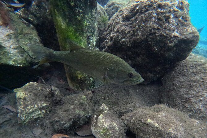 Private Manatee Swim Tour - Logistics and Practicalities