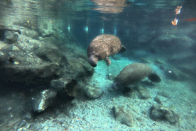Private Manatee Swim Tour - Who Will Love This Tour?