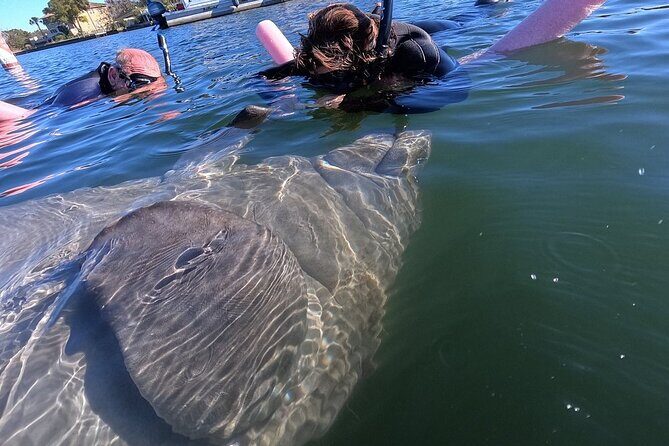Private Manatee Swim Tour - The Sum Up