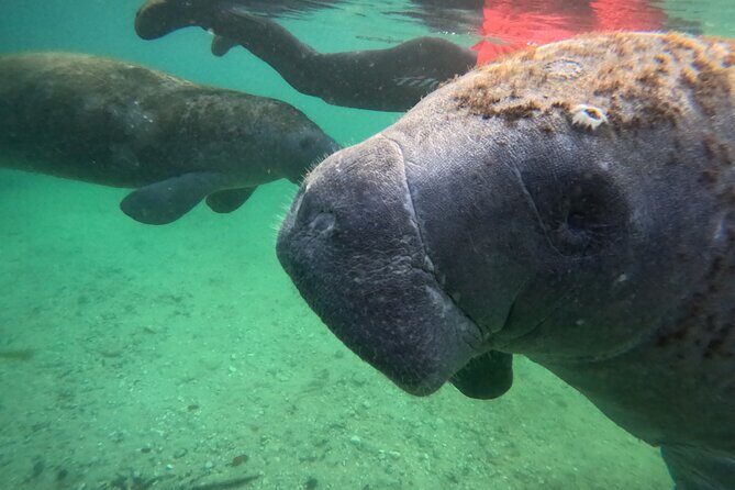 Private Manatee Swim Tour - FAQ