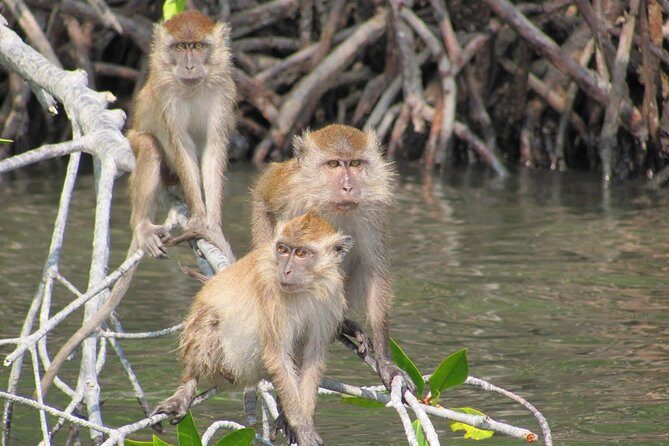 Private Mangrove Tour 2 Hour (max 8 People) - Key Points