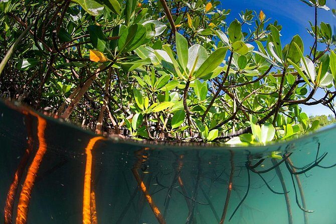 Private Mangrove Tour 2 Hour (max 8 People) - An In-Depth Look at the Langkawi Mangrove Tour