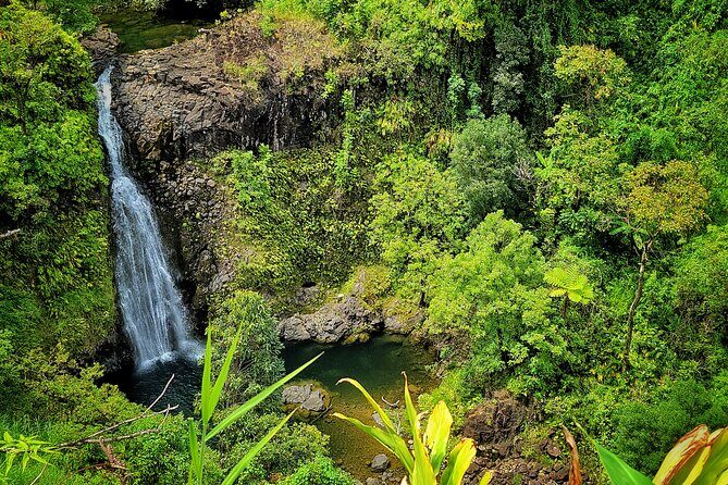 Private Maui Redwood Hiking Experience - Key Points