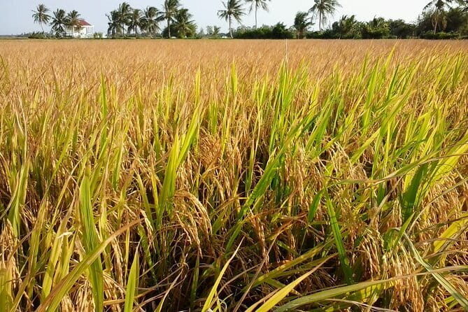 Private Mekong Delta Less Tourist - Coconut Island Tour - Exploring the Mekong Delta in Style and Serenity